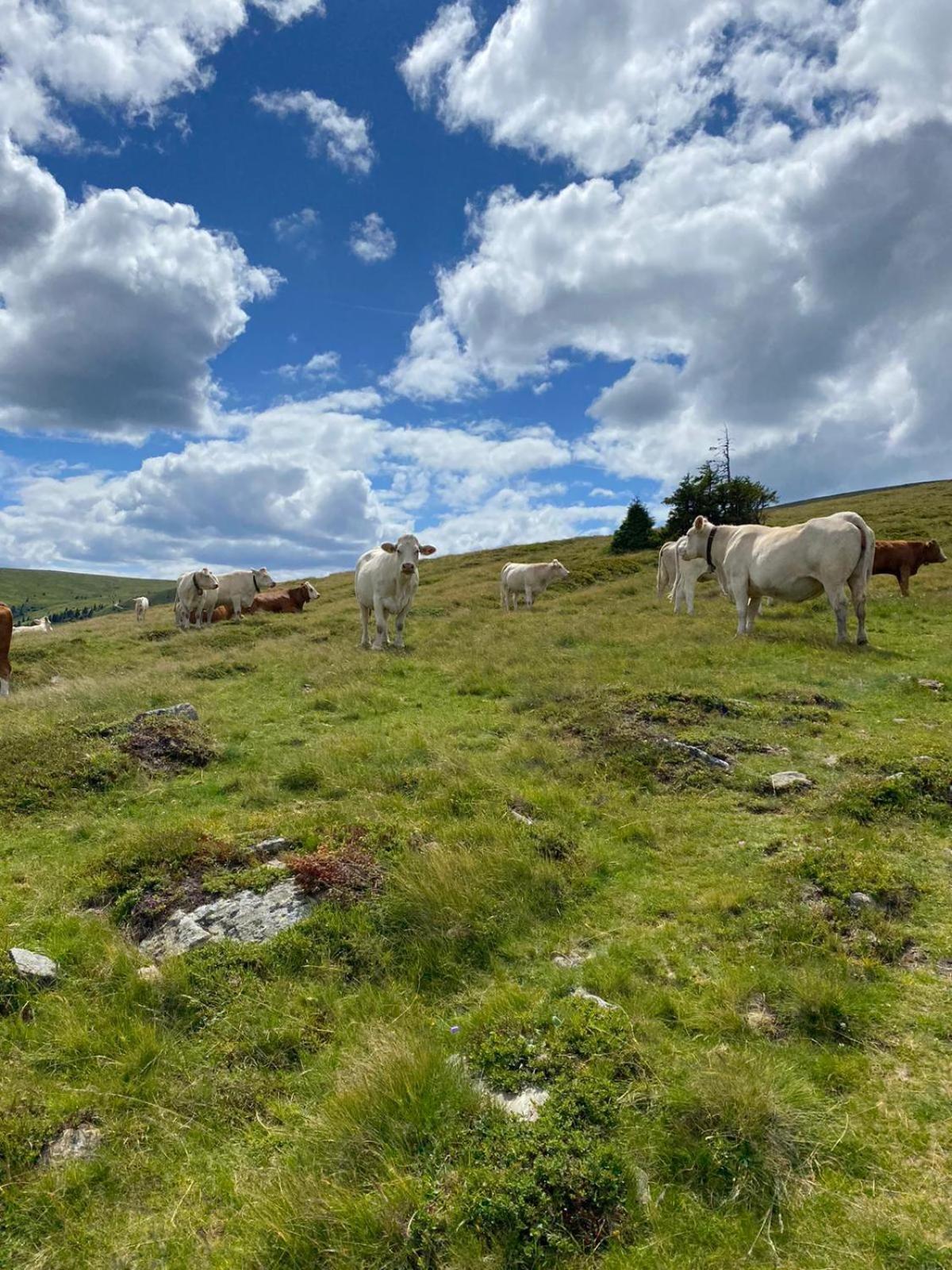 Ferienwohnungen Klimbacher Wolfsberg Oda fotoğraf